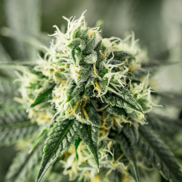 Lemon-Garlic-OG-Flower-Plant-Recreational-Cannabis-By-Wellness-Connection-of-Maine
