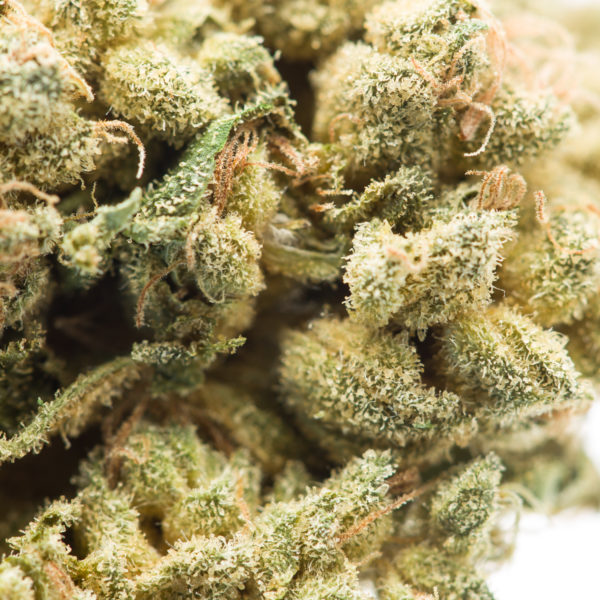 Skywalker-Kush-Flower-Macro-Recreational-Cannabis-By-Wellness-Connection-of-Maine