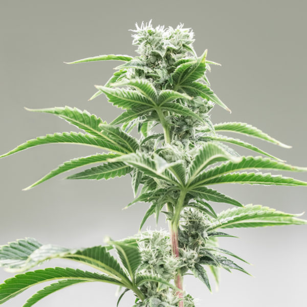 Skywalker-Kush-Flower-Plant-Recreational-Cannabis-By-Wellness-Connection-of-Maine