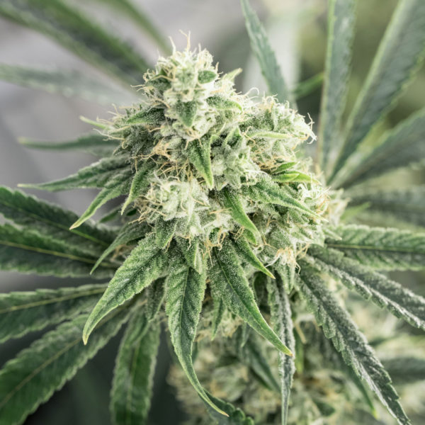 Original Glue GG4-Flower-Plant-Recreational-Cannabis-By-Wellness-Connection-of-Maine