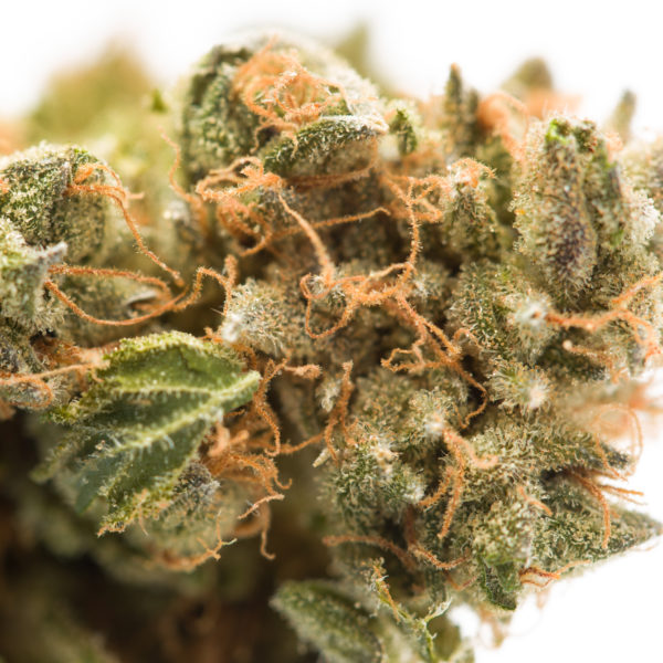 Mother of Berries-MOB-Flower-Macro-Recreational-Cannabis-By-Wellness-Connection-of-Maine