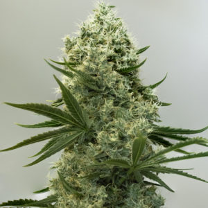 Sour-Kush-Flower-Plant-Recreational-Cannabis-By-Wellness-Connection-of-Maine