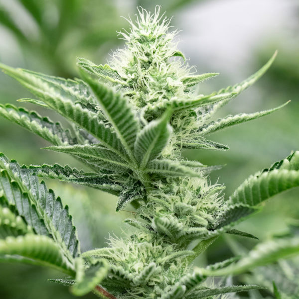 Dark Star-Flower-Plant-Recreational-Cannabis-By-Wellness-Connection-of-Maine