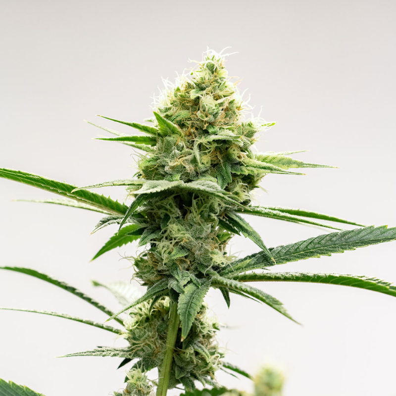 Can-you-buy-recreational-marijuana-weed-in-Maine