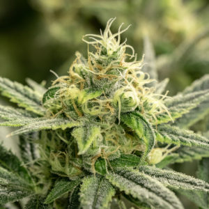 White Walker Kush-Flower-Plant-Recreational-Cannabis-By-Wellness-Connection-of-Maine