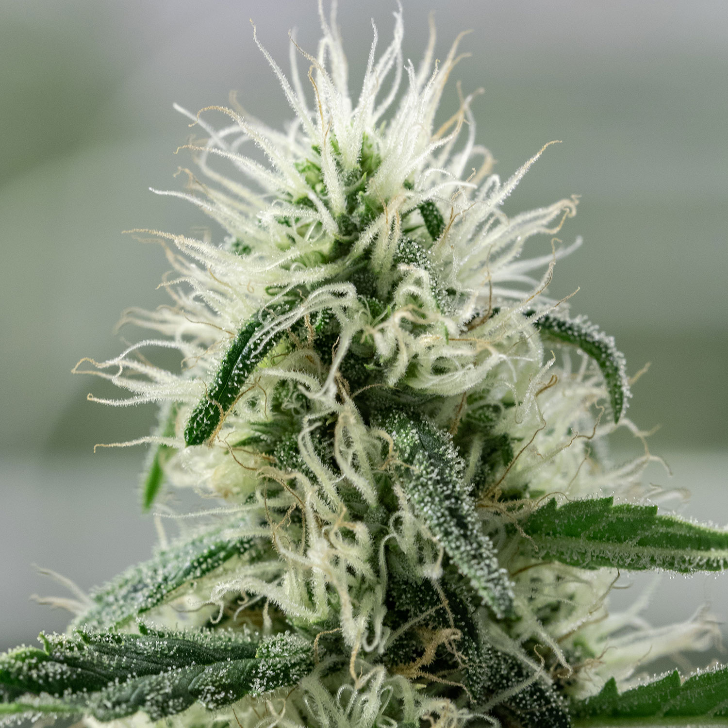 Beneficial effects in feminized pot Panama Red strain seeds