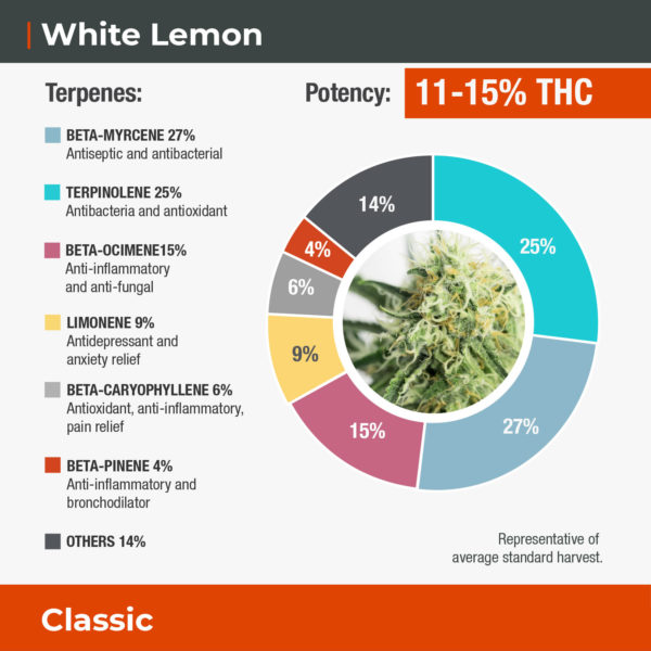 White-Lemon-Terpene-Wheel-Website