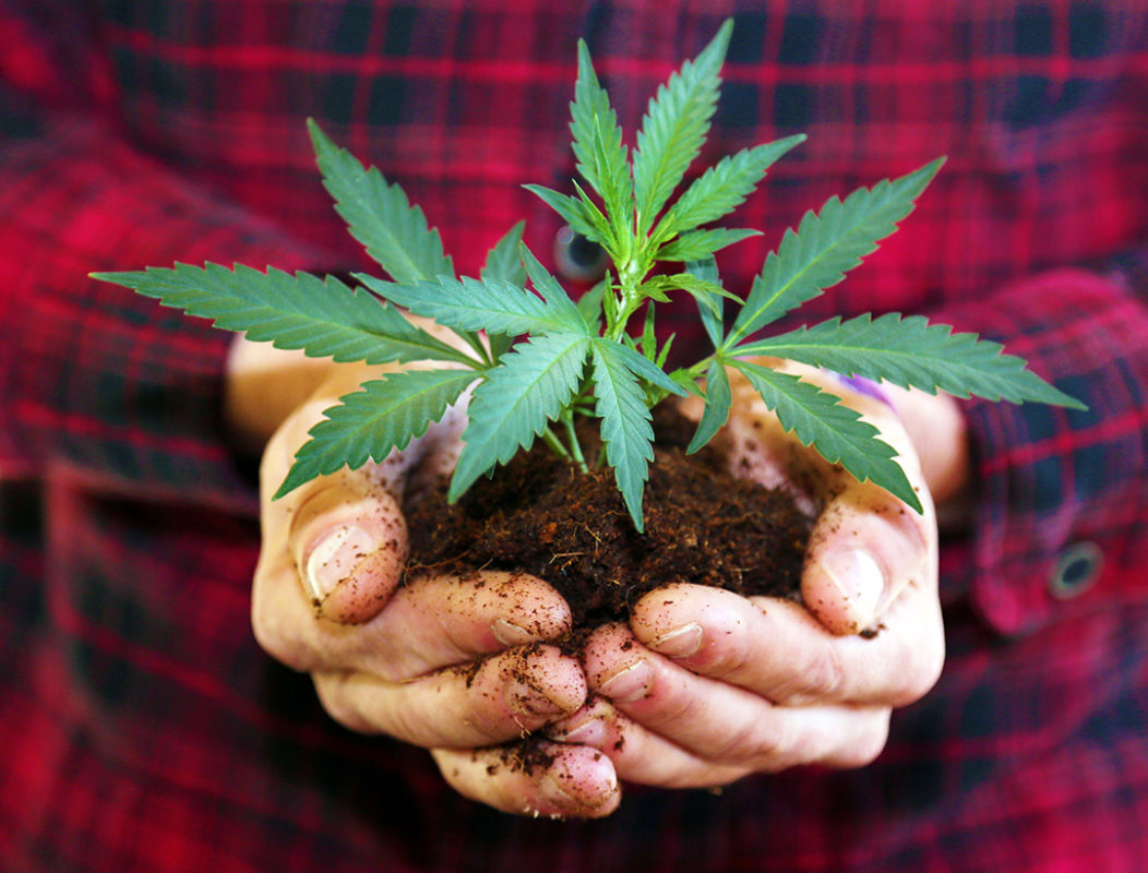 WCM-Marijuana-Plant-in-hands