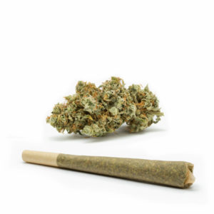 Original Glue GG4-Pre-Roll-Recreational-Cannabis-By-Wellness-Connection-of-Maine