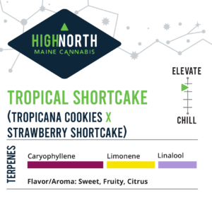 Tropical-Shortcake-Flower-Terpenes-Recreational-Cannabis-By-Wellness-Connection-of-Maine
